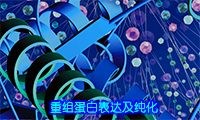 008重组蛋白表达与纯化
